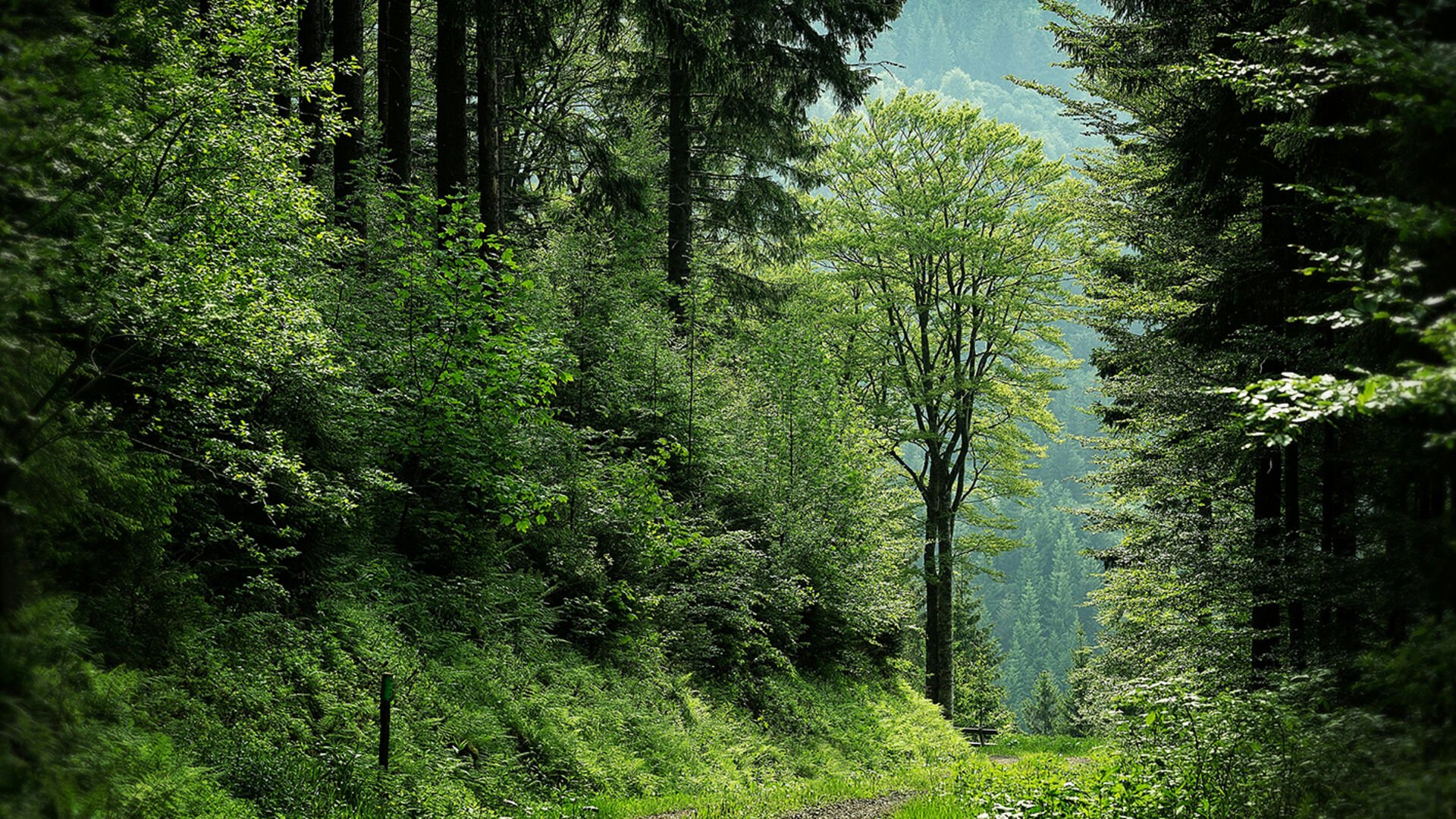 Wald-Wild-Bericht: Erste Erfolge